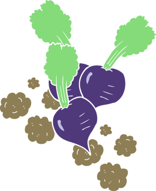 Bir insan tarafından çizilmiş pancar pancarının düz renk çizimi