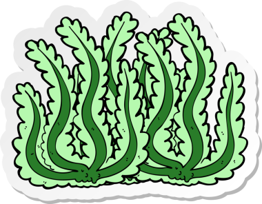 Bir insan tarafından çizilmiş bir deniz yosununun çıkartması.