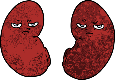 Bir insan tarafından çizilmiş tahriş edilmiş böbrekler.