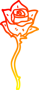 Bir insan tarafından çizilmiş beyaz bir gülün sıcak çizgi çizimi