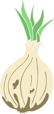 Bir insan tarafından çizilmiş soğanın düz renk çizimi