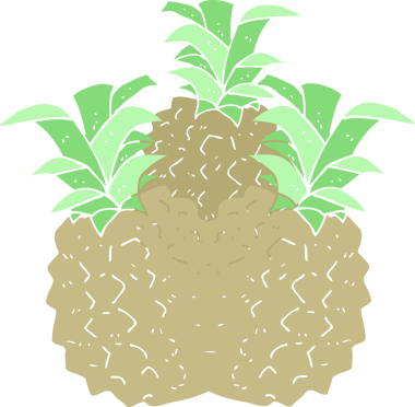 Bir insan tarafından çizilmiş ananasın düz renk çizimi