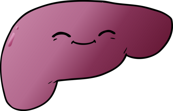 Bir insan tarafından çizilmiş karaciğer.