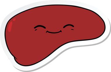 Bir insan tarafından çizilmiş karaciğerin çıkartması.