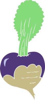 Bir insan tarafından çizilmiş pancar pancarının düz renk çizimi