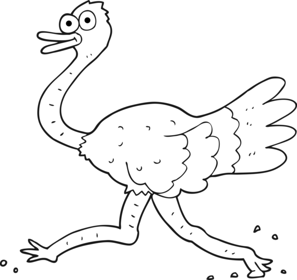 Bir insan tarafından çizilmiş siyah beyaz deve kuşu.