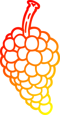 Bir insan tarafından çizilmiş bir demet üzümün sıcak çizgi çizimi