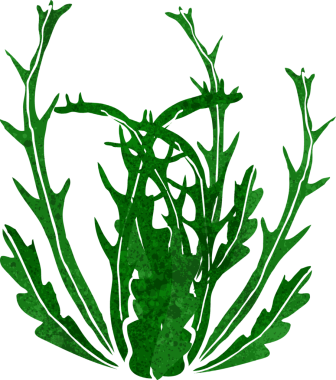 Bir insan tarafından çizilmiş karton deniz yosunu.