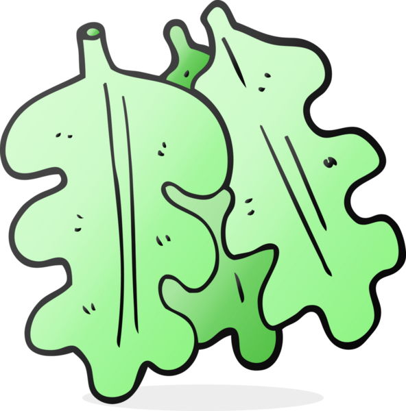 Bir insan tarafından çizilmiş meşe yaprakları.