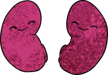 Bir insan tarafından çizilmiş karikatür böbrekleri.