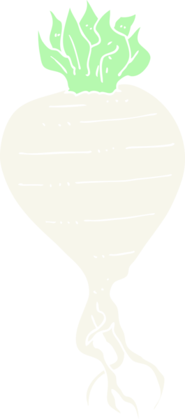 Bir insan tarafından çizilmiş şalgamın düz renk çizimi
