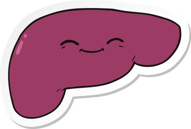 Bir insan tarafından çizilmiş karaciğerin çıkartması.