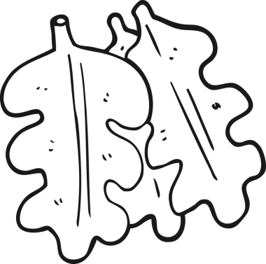 Bir insan tarafından çizilmiş siyah beyaz meşe yaprakları.