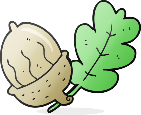 Bir insan tarafından çizilmiş meşe palamudu.