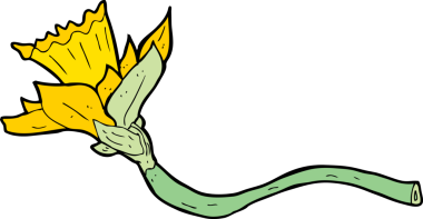 bir insan tarafından çizilmiş nergis çiçeği.