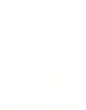 Bir insan tarafından çizilen sazlıklar.