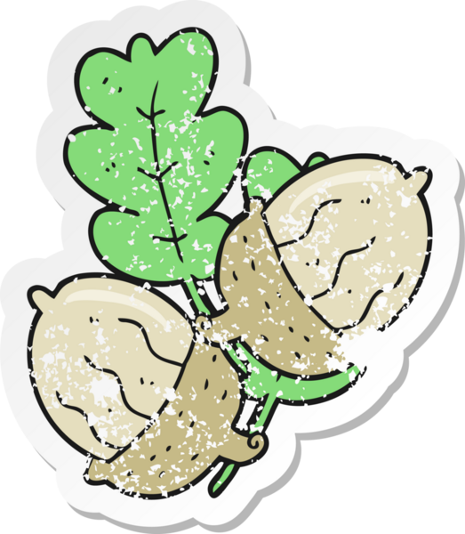 Bir insan tarafından çizilmiş bir meşe palamudunun gerilemiş çıkartması.