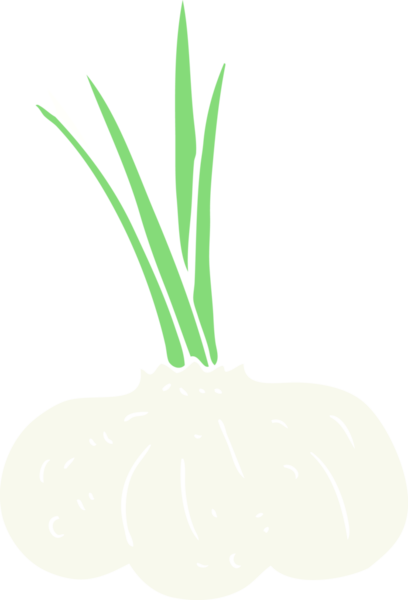 Bir insan tarafından çizilmiş sarımsak ampulünün düz renk çizimi