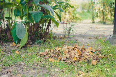 Çöp yığını dökülen yapraklar temizlikten sonra toplanıyor ve geri dönüşüm için bir bahçe parkında toplanıyor. Doğal Atık Yönetimi Geri Dönüşümlü Malzeme. Sıfır Sürdürülebilir Yaşam Tarzı Konsepti.