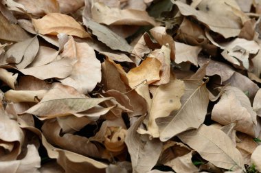 Kurumuş kuru bitki yaprakları doğal arka plan. Tam Çerçeve. Doğa Arkaplanı.