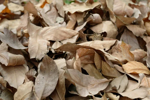 stock image Dry waste leaves of Dead Dried plant natural background. Full Frame. Nature Backgrounds.