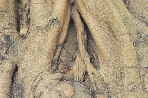 空心树干植物树皮的形状是抽象的阴道管树桩 幻想自然背景 — 图库照片