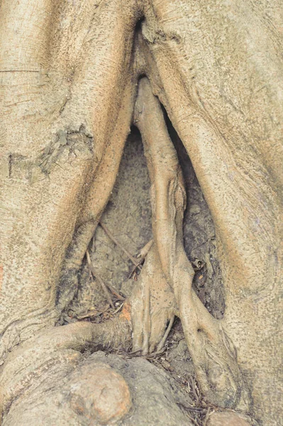 Casca Planta Tronco Árvore Oca Forma Toco Canal Vaginal Abstrato — Fotografia de Stock