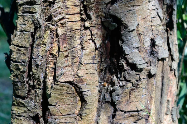 Large Brown Tree Trunk Plant Bark Full Frame Abstract Nature — Stock Photo, Image