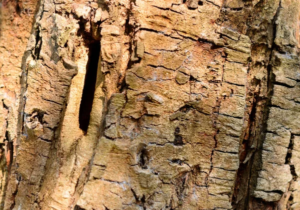 大型褐树树干植物树皮 完整的框架 摘要自然背景 — 图库照片