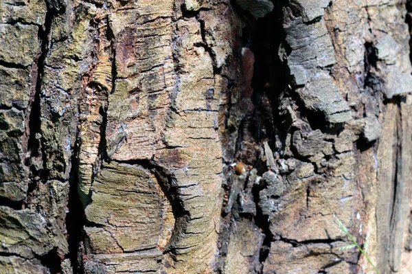 大型褐树树干植物树皮 完整的框架 摘要自然背景 — 图库照片