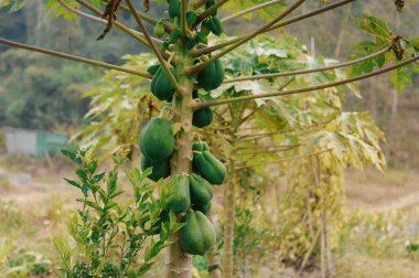 Green papaya fruit tree in a backyard garden.