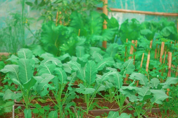 Green vegetables growing in a backyard garden organic farm. Agriculture background. Full Frame