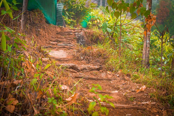 A narrow path leading uphill on a mountain
