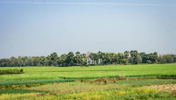 Bäume Reihten Sich Horizont Vor Grünen Reisfeldern Vordergrund Und Blauem — Stockfoto