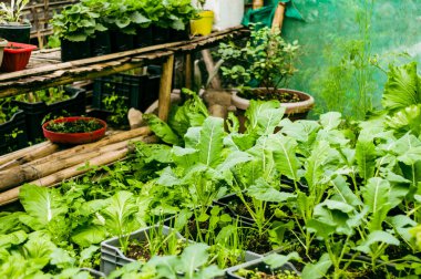 Yeşil lahanalar organik bir ev bahçesinde yetişir..