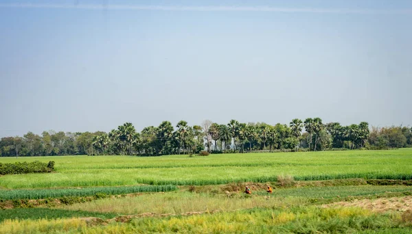 地平线上的树木排成一排 前面是绿稻田 后面是蓝天 印地安人村落景观 印度南亚太平洋 — 图库照片