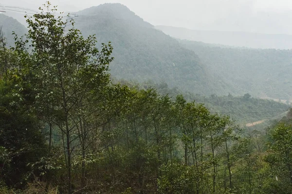 Green forest treetops against foggy mountain in the background