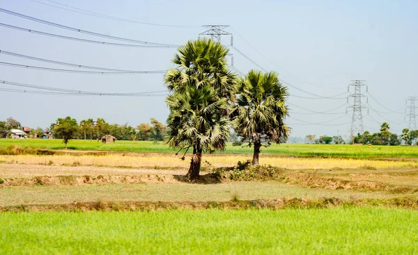 Eine Palme Auf Einer Wiese Landwirtschaft Feldlandschaft Landschaft Ländlichen Indien — Stockfoto