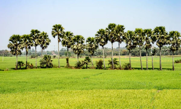 Palmen Reihen Sich Auf Einem Landwirtschaftlichen Feld Mit Reispflanzen Vor — Stockfoto
