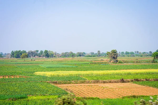 Zöld Mezőgazdaság Mező Táj Ellen Kék Háttérben Vidéki Indiai Tájkép — Stock Fotó