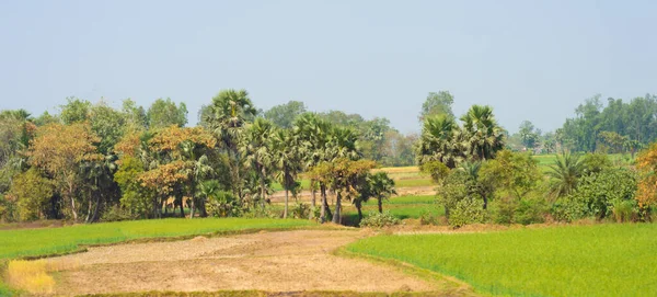 Деревья Выстроились Ряд Поле Сельского Хозяйства Панорамный Вид Сельский Индийский — стоковое фото