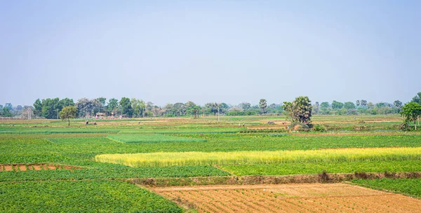 Grüner Ackerbauhorizont Vor Blauem Himmel Panoramalandschaft Westbengalen Indien Südasien Pazifik — Stockfoto