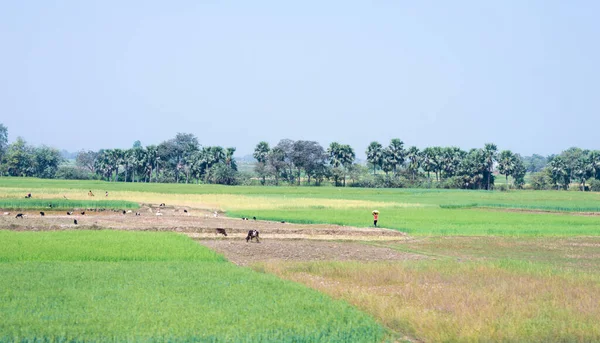 背景には青空を背景に 水平線に緑の農地の風景や木々が立ち並んでいます インドの田園風景 西ベンガル州 南アジア太平洋 — ストック写真