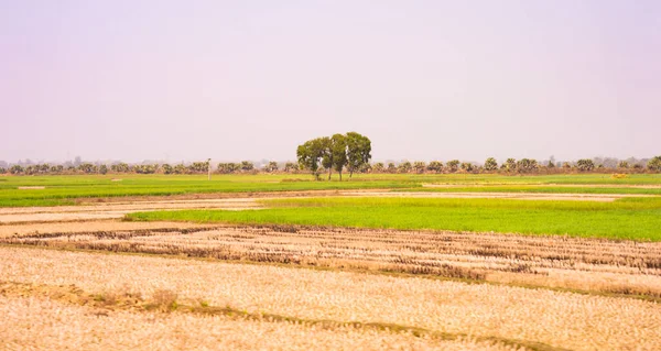 蓝天农业田里的一棵树 与蓝天相映成趣全景风景画 West Bengal India South Asia Pacific — 图库照片
