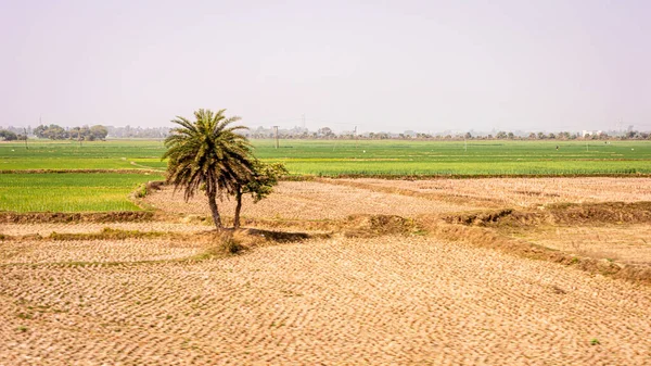 Green Rice Fields Landscape Scenery Clear Sky Background — Stock Photo, Image