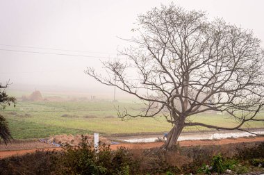 Tarımsal alana karşı kırsal bir yol kenarında bir ağaç ve arka planda sisli bir gökyüzü. Kırsal Hint Manzarası.