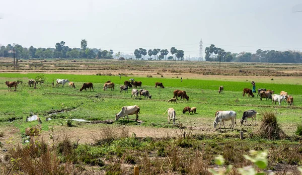 Kühe Weiden Auf Dem Feld Landschaft Des Ländlichen Indiens Burdwan — Stockfoto