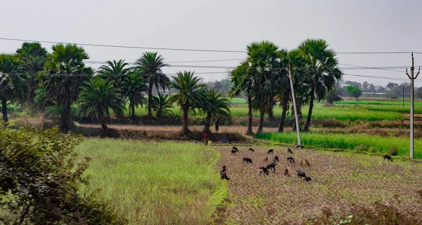 ヤギ地平線の背景に並んでいる木に対して農村の風景の中に遠くの農業分野で放牧 — ストック写真