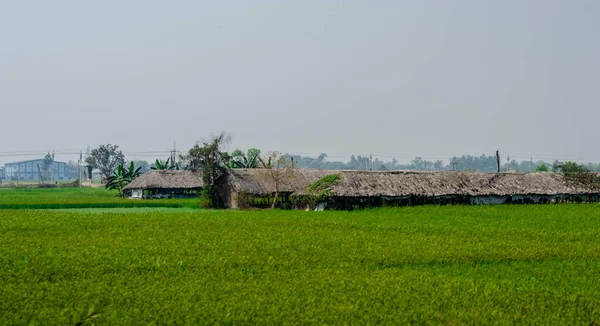 Eine Bauernhütte Der Ferne Auf Einem Grünen Reisfeld Vor Nebligem — Stockfoto