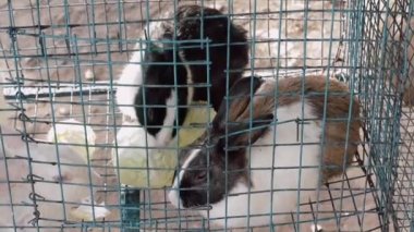 Kafesteki tavşanlar yemek yiyor. Esaret altındaki hayvanlar